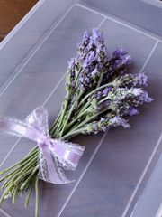 ラベンダー フレッシュ 35本 お値下げしました