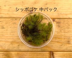栽培もの シッポゴケ 中パック　有福MOSS