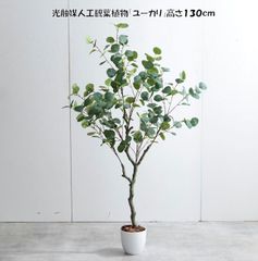 パールアカシア 苗 152cm❗ 8号 ❗大型 美しい樹形 綺麗なシルバー