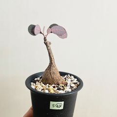 S㉓〚フィランサス・ミラビリス〛Phyllanthus Mirabilis 塊根植物 コーデックス ポット発送