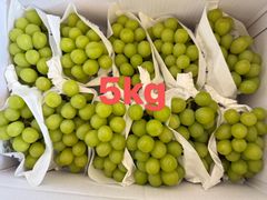 山梨県シャインマスカット5kgクール便 クール便発送 当日発送可 山梨県産 シャインマスカット 5kg 農家