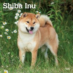【輸入版】2024年 柴犬 カレンダー / ブラウントラウト 30.5 x 61 cm (Shiba Inu  Calendar)