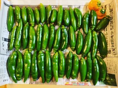 【予約販売】栃木県産フレッシュハラペーニョ！500gのサムネイル