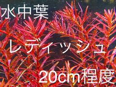 ロタラ レディッシュ 水中葉 20cm×5本 無農薬 水草 メダカ ビオトープ