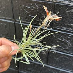 ふわふわタネ少々絡まってます＊ 2頭2株⇒4頭＊ チランジア レクルバータ Tillandsia recurvata＊エアプランツ＠フラワーショップ江口