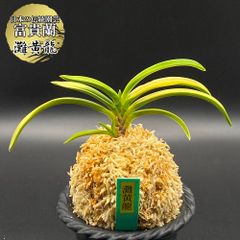 富貴蘭 風蘭 蘭 灘黄龍 ナダギリュウ 2本立 【現品】 t63-b  フウキラン フウラン 送料無料