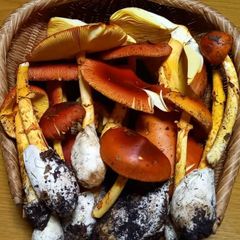 天然きのこ65　訳ありタマゴタケ750g