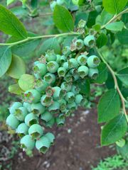 安心安全無農薬ブルーベリー3kg 朝摘み午後発送 - メルカリ