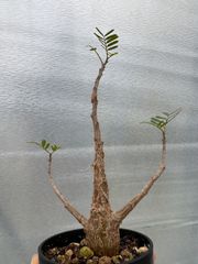 センナ　メリディオナリス　バンザイちゃん　TM-6  実生　鉢植え