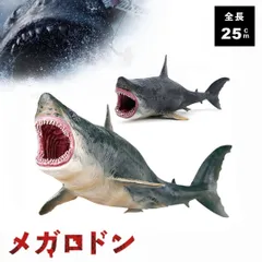 サメの歯　ホホジロザメ　絶滅種　特大　完全体　極美麗　６５mm Amazon | メガロドン ホホジロザメ サメ 海洋動物 生物 魚類