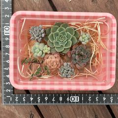 多肉植物　カット苗　詰め合わせ　多肉弁当　エケベリア　韓国苗入り　waikaの多肉