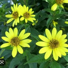 姫ヒマワリ　宿根ひまわり　苗 2本