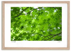 アートフォト 絵画 緑1 高橋真澄/インテリア 額入り 額装込 風景画 油絵 ポスター アート アートパネル リビング 玄関 プレゼント モダン アートフレーム 飾る Mサイズ おしゃれ 壁掛け 絵