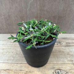 ユーフォルビア デカリー　現品　Euphorbia decaryi  トウダイグサ科 ユーフォルビア属 ちび花キリン 花キリン  観葉植物 観葉 植物  多肉植物 多肉 カクタス  ユーフォルビアインテリア