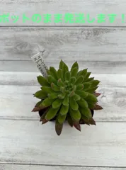 2025年最新】ソマリエンシスの人気アイテム - メルカリ