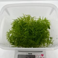 大容量　マツモ　水草