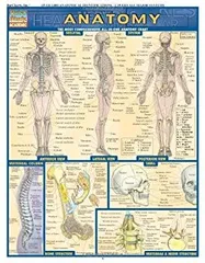 【中古】【非常に良い】Anatomy (Quickstudy Reference Guides - Academic) [洋書]