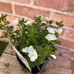 カリブラコア ティフォシーダブル Wホワイト 3.5号 (10.5cm) ポット苗 1個  八重咲き マウンティングタイプ