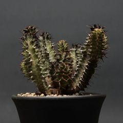 "Euphorbia knobelii" ユーフォルビア ノベリー【閃光閣】 管理2143