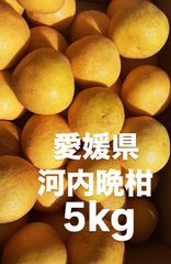 愛媛県産　宇和ゴールド　河内晩柑　柑橘　5kg