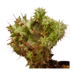 ユーフォルビア ホリダ モンスト Euphorbia horrida f. mons