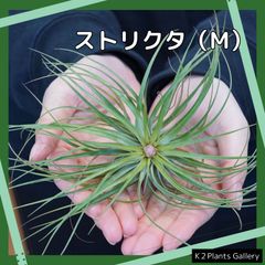 【ストリクタ】Mサイズ　エアプランツ　エアープランツ　チランジア