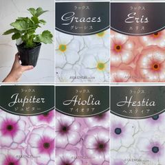【球根植物】ラナンキュラスラックス　４号ラベル苗　開花見込み株