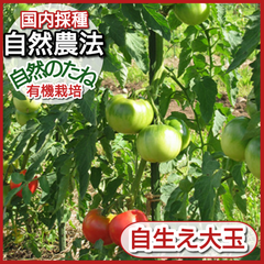 トマト　無農薬の種　自生え大玉　たね　トマトの種　家庭菜園　プランター　国内採種　自然農法　自然のたね　野菜の種　種　10粒　からだに安心