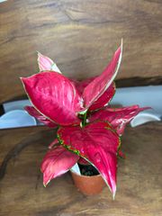 【セール】ブリガミア　インシグニス　No.004　鉢、送料込　メルカリ便 ブリガミア インシグニス 絶滅危惧種 レア - メルカリ