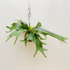 【412AＭ】ビカクシダ（コウモリラン）アルシコルネ（アルキコルネ）の自己主張ほどほどの苔玉　Mサイズ