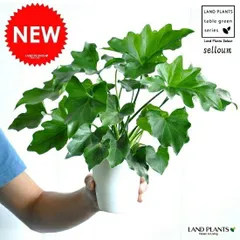 岐阜県産 自然栽培 里芋の苗、ランダム、不揃い 1セット４本、メルカリ便 岐阜県産 自然栽培 里芋の苗、ランダム、不揃い 1セット4本