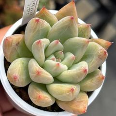 人気品種！★トリマネンシス×リンゼアナ 多肉植物（抜き苗）自家繁殖 国産