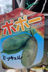 ポポー⑵　　ミッチェル（超巨大実）★甘味が強く、バナナのような風味とバターのようなクリーミーさ★大苗