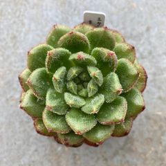 多肉植物 カット苗 エケベリア キャロル 発根済