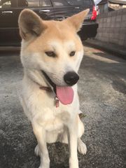 さかなと