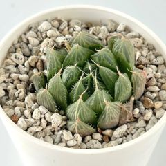 【多肉植物】ハオルチア・オブツーサhyb Haworthia obtusa hyb