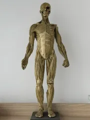 解剖学 男 フィギュア v1 2 anatomytools