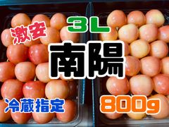 最終　３Ｌサイズ　予約販売　北海道産　さくらんぼ　南陽　800g