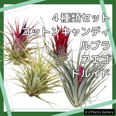 4種類セット【①コットンキャンディー　②ルブラ　③フエゴ　④ドルイド】チランジア エアープランツ イオナンタ