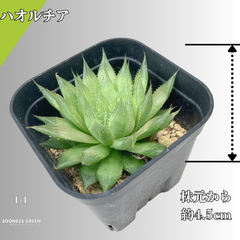 【沖縄育ち】約4.5㎝ ハオルチア オブツーサ 多肉植物 かわいい 育てやすい 南国 1-1