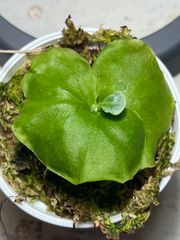 ビカクシダ胞子培養苗　リドレイ1苗！