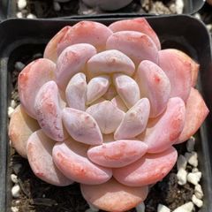 ⑲大きめ苗! 子株2こ付きそわそわ❣️祭囃子❣️群生ちょこん❣️6苗メルカリ便込 ⑲大きめ苗! 子株2こ付きそわそわ❣️祭囃子❣️群生ちょこん❣️