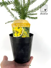2025年最新】アカシア ゴールデントップの人気アイテム - メルカリ
