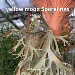 2025年最新】YELLOW moon ビカクシダの人気アイテム - メルカリ