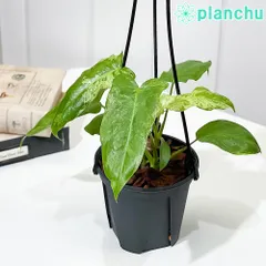 メルカリ便【フィロデンドロン・パライソヴェルデ　albo var.】 メルカリ便【フィロデンドロン・パライソヴェルデ albo var