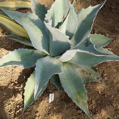 アガベ　オバティフォリア　フロスティブルー　大株　直径55㎝　AGAVE