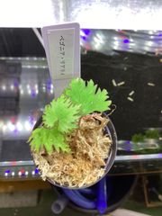 ベゴニア リアリィ　ADA 店内増殖株
