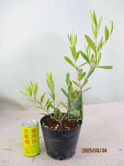 [野風苗木流通] オリーブ　ひなかぜ (6352)全高：42㎝ 宅配便発送
