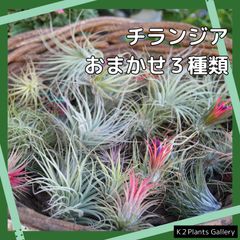 エアプランツ　【おまかせ３種類セット】　チランジア　エアープランツ　イオナンタ