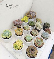 多肉植物　エケベリア　箱いっぱいセット
